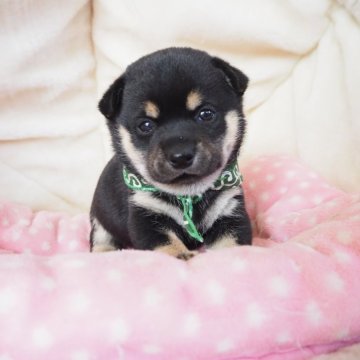 柴犬(豆柴)【奈良県・男の子・2023年11月8日・黒】の写真「派手なカラーのイケメンくん💖」