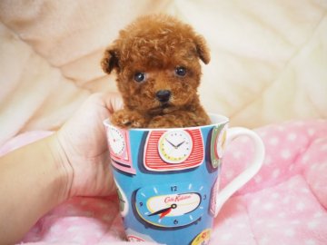 トイプードル(ティーカップ)【奈良県・男の子・2020年7月31日・レッド】の写真「マイクロティーカッププードルくんです💖」