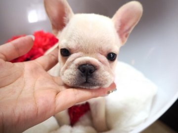 フレンチブルドッグ【奈良県・男の子・2017年9月27日・クリーム】の写真「まん丸お目目の可愛らしい男の子💖」