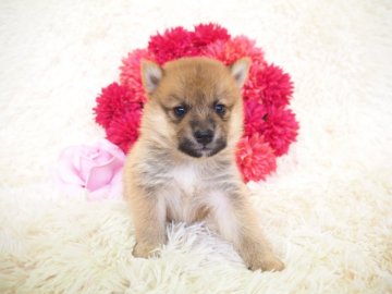 柴犬(豆柴)【奈良県・男の子・2019年5月25日・赤】の写真「両顔から三代豆柴合格認定されています💖」