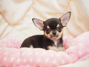 チワワ(スムース)【奈良県・女の子・2020年8月25日・ブラック&タン】の写真「派手なカラーの美人さん💖」