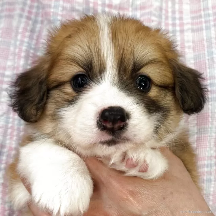 ID:2506-08029の子犬