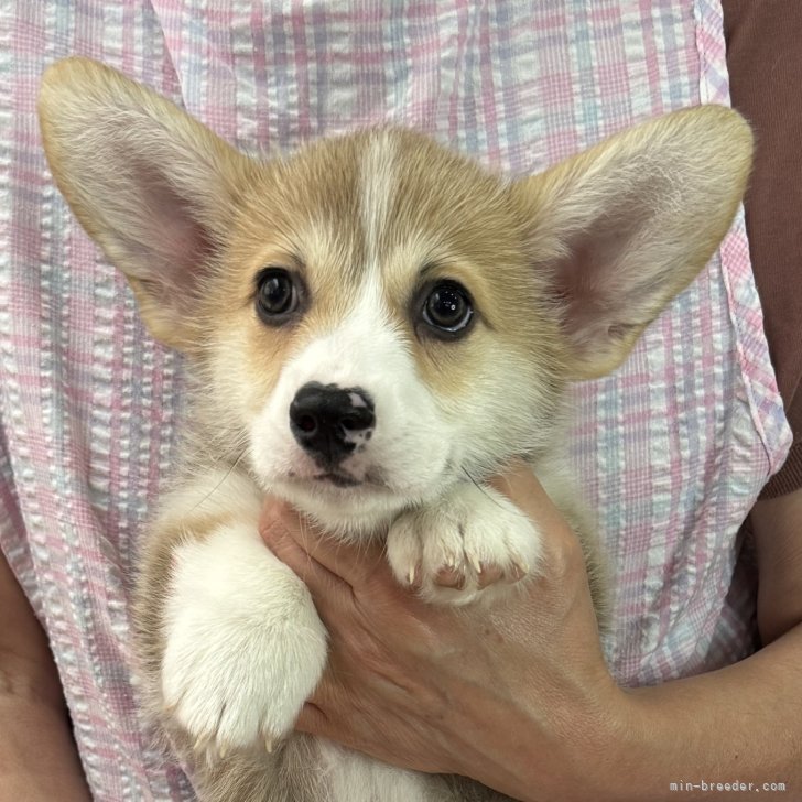 ブリーダー画像