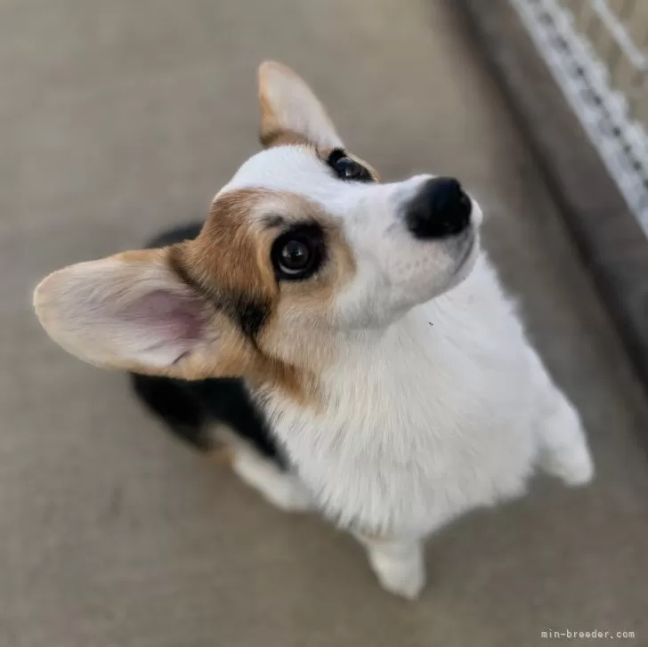 ID:2412-03910の子犬