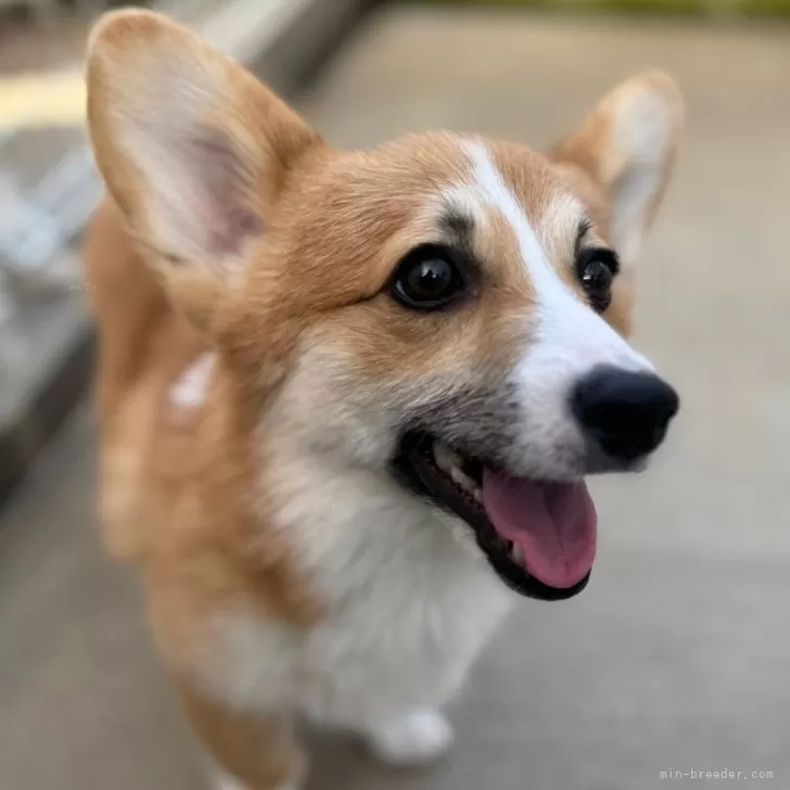 もふもふ大好き 様のお迎えした子犬