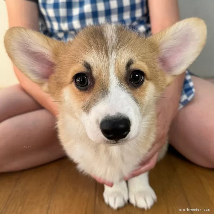 ID：2412-03909の子犬