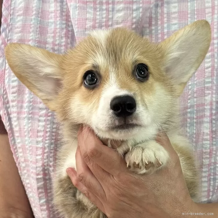 ウェルシュ・コーギー・ペンブローク【栃木県・男の子・2025年5月19日・レッド&amp;ホワイト】の写真1「可愛い男の子です♪」