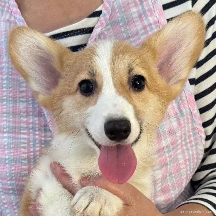 ID：2412-03913の子犬