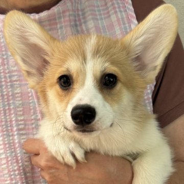 ウェルシュ・コーギー・ペンブローク【栃木県・女の子・2025年5月6日・レッド&ホワイト】の写真「明るく可愛い女の子です♪」