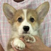 ウェルシュ・コーギー・ペンブローク