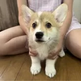 ウェルシュ・コーギー・ペンブローク【栃木県・男の子・2025年5月19日・レッド&ホワイト】の写真5「お顔のマズルも太くて男前です♪」