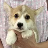 ウェルシュ・コーギー・ペンブローク【栃木県・男の子・2025年5月19日・レッド&ホワイト】の写真5「元気な男の子です♪」