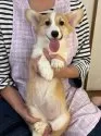 ウェルシュ・コーギー・ペンブローク【栃木県・女の子・2024年6月22日・レッド&ホワイト】の写真3「足も短めで体高も低く、トップラインも綺麗です♪」