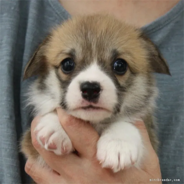 ID:1810-00251の子犬