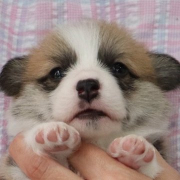 ウェルシュ・コーギー・ペンブローク【栃木県・男の子・2023年4月27日・レッド&ホワイト】の写真「可愛い【尻尾あり】の男の子♪」