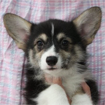 ウェルシュ・コーギー・ペンブローク【栃木県・女の子・2019年4月30日・ブラックタン&ホワイト(トライカラー)】の写真「可愛いお顔の女の子！！」