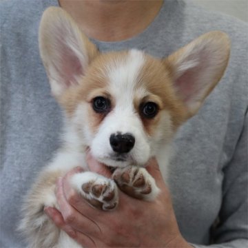 ウェルシュ・コーギー・ペンブローク【栃木県・男の子・2019年12月30日・レッド&ホワイト】の写真「綺麗な顔立ちの男の子です♪」