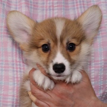 ウェルシュ・コーギー・ペンブローク【栃木県・男の子・2021年1月28日・レッド&ホワイト】の写真「綺麗な顔立ちの男の子です♪」
