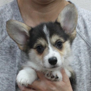 ウェルシュ・コーギー・ペンブローク【栃木県・男の子・2019年8月27日・ブラックタン&ホワイト(トライカラー)】の写真「コーギーの男の子らしい、しっかりとした顔立ちです。」