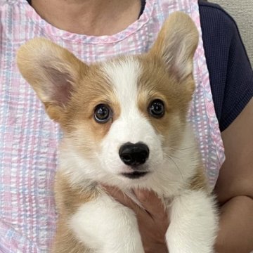ウェルシュ・コーギー・ペンブローク【栃木県・男の子・2023年5月23日・レッド&ホワイト】の写真「可愛い男の子です♪」