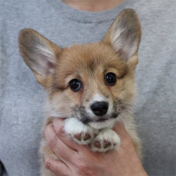 ウェルシュ・コーギー・ペンブローク【栃木県・女の子・2020年1月12日・レッド&ホワイト】の写真「チャーミングな女の子です！！」