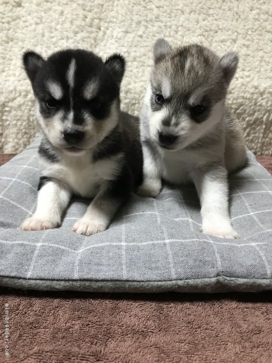 長島冴香ブリーダー 埼玉県比企郡小川町 みんなのブリーダー