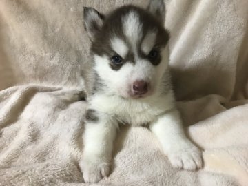 埼玉県のシベリアンハスキーのブリーダーのブログ特集 みんなのペットライフ