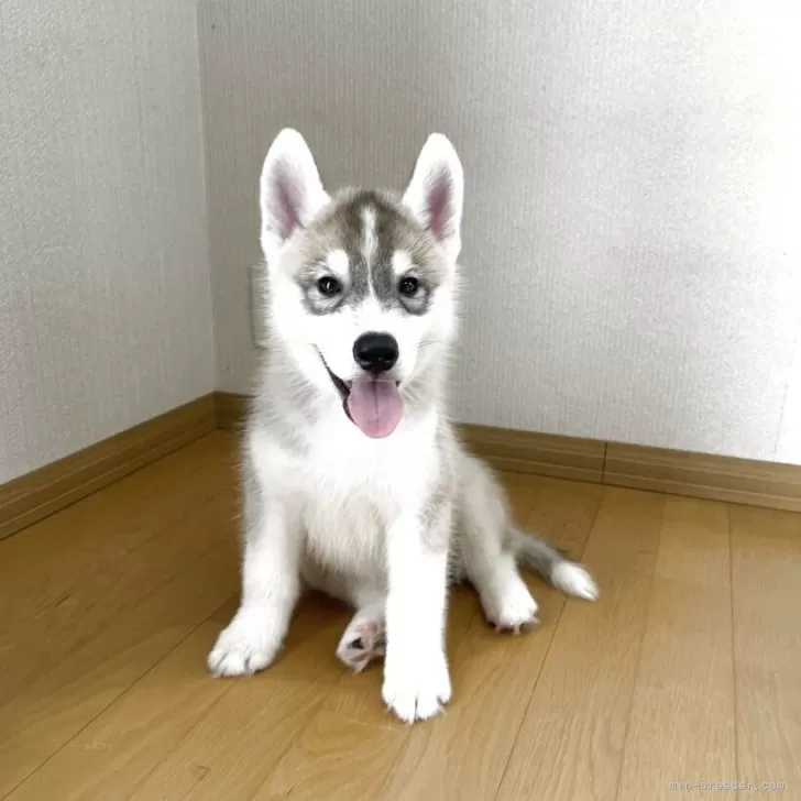 M.H 様のお迎えした子犬