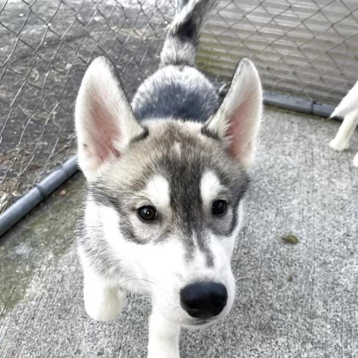 シベリアンハスキー【埼玉県・男の子・2025年8月8日・シルバー&amp;ホワイト】の写真1