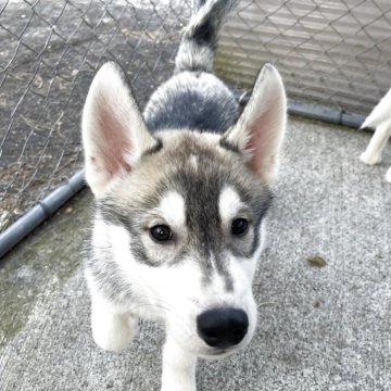 シベリアンハスキー【埼玉県・男の子・2025年8月8日・シルバー&ホワイト】の写真「遊ぶの大好き♥️分割払い可」