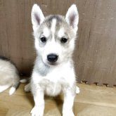 シベリアンハスキー