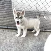 シベリアンハスキー