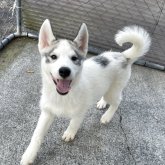 シベリアンハスキー