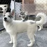 シベリアンハスキー【埼玉県・女の子・2025年8月8日・シルバー&ホワイト】の写真2