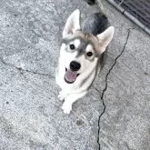 シベリアンハスキー【埼玉県・女の子・2025年8月8日・シルバー&ホワイト】の写真2