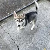 シベリアンハスキー【埼玉県・女の子・2025年8月8日・シルバー&ホワイト】の写真3