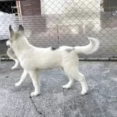 シベリアンハスキー【埼玉県・女の子・2025年8月8日・シルバー&ホワイト】の写真4