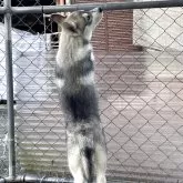 シベリアンハスキー【埼玉県・男の子・2025年8月8日・シルバー&ホワイト】の写真4