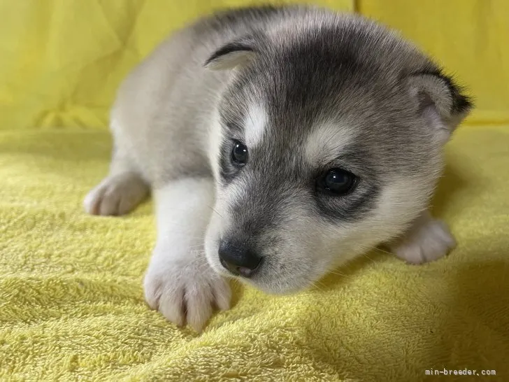 K 様のお迎えした子犬