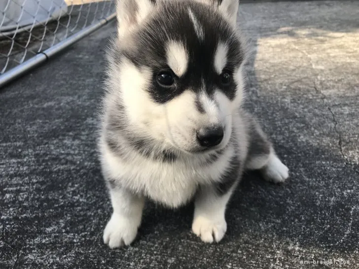 ID:2001-02567の子犬