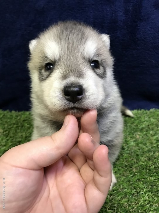 シベリアンハスキー 埼玉県 男の子 17年2月6日 シルバー ホワイト 可愛いハスキーくん みんなのブリーダー 子犬id 1702 019