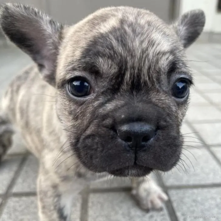 チーパパ 様のお迎えした子犬