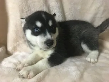 ブルーハスキー♡ dog_img_1_thumb_mob_e9bb65d079
