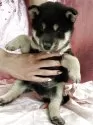 柴犬(標準サイズ)【愛知県・男の子・2025年4月23日・黒】の写真10