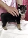 柴犬(標準サイズ)【愛知県・男の子・2025年4月23日・黒】の写真12