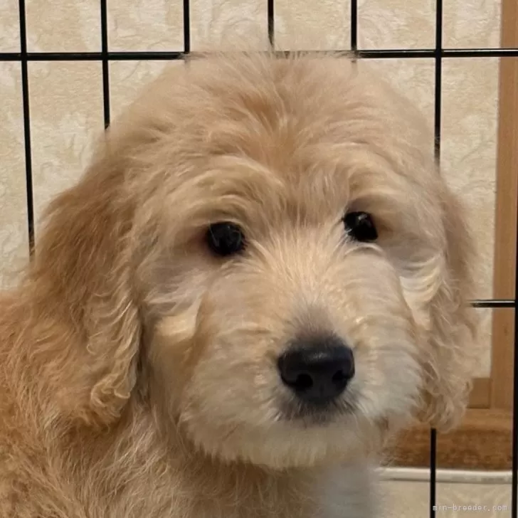 ID：2505-07556の子犬