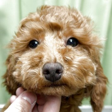 トイプードル(トイ)【愛知県・女の子・2024年11月23日・レッド】の写真「ワクチン接種3回済　7年度狂犬病ワクチン接種済み」