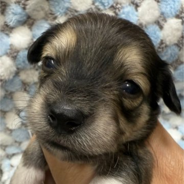 チワックス(チワワ×ダックスフンド)【愛知県・男の子・2025年11月11日・シェーデッドイエロー】の写真「くつした君😻」