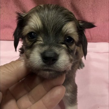 チワックス(チワワ×ダックスフンド)【愛知県・男の子・2025年11月11日・クリーム系】の写真「コロコロ短足くつした君😻」