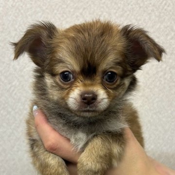 チワワ(ロング)【愛知県・男の子・2024年12月16日・チョコフォーン】の写真「両親ともに遺伝子検査3項目クリア　父良血統」